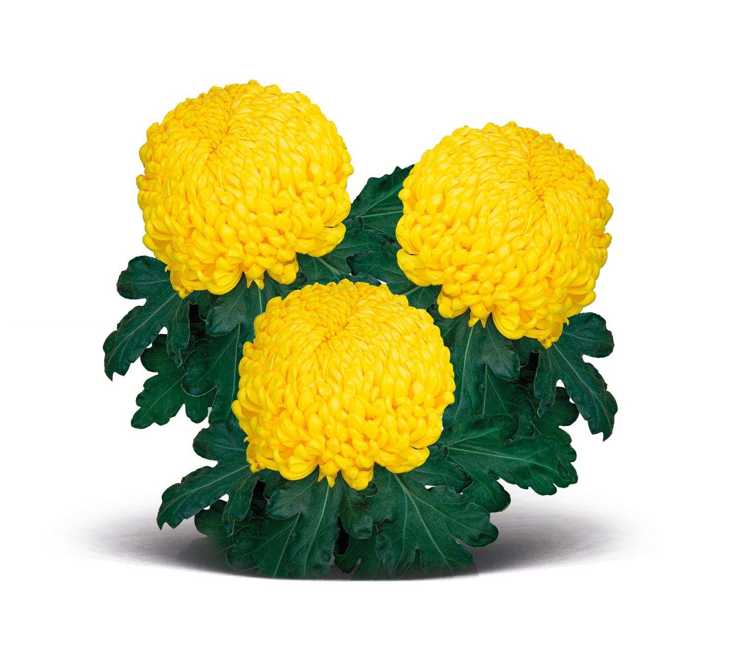 Chryzantema wielkokwiatowa 'Mimizan' Chrysanthemum