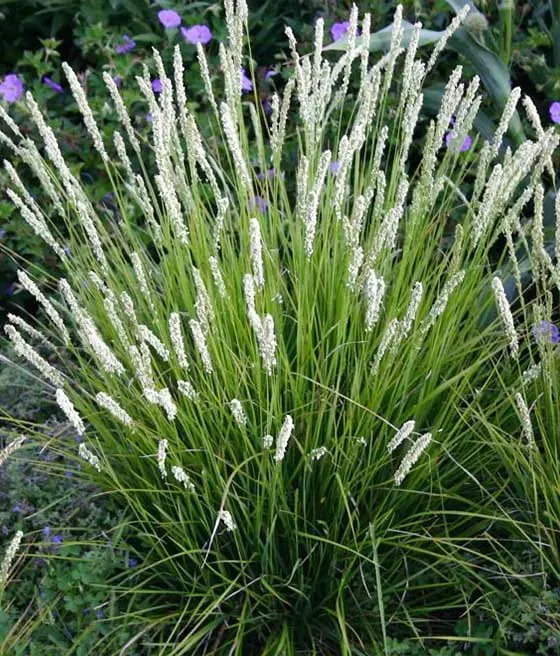 Sesleria jesienna Sesleria autumnalis