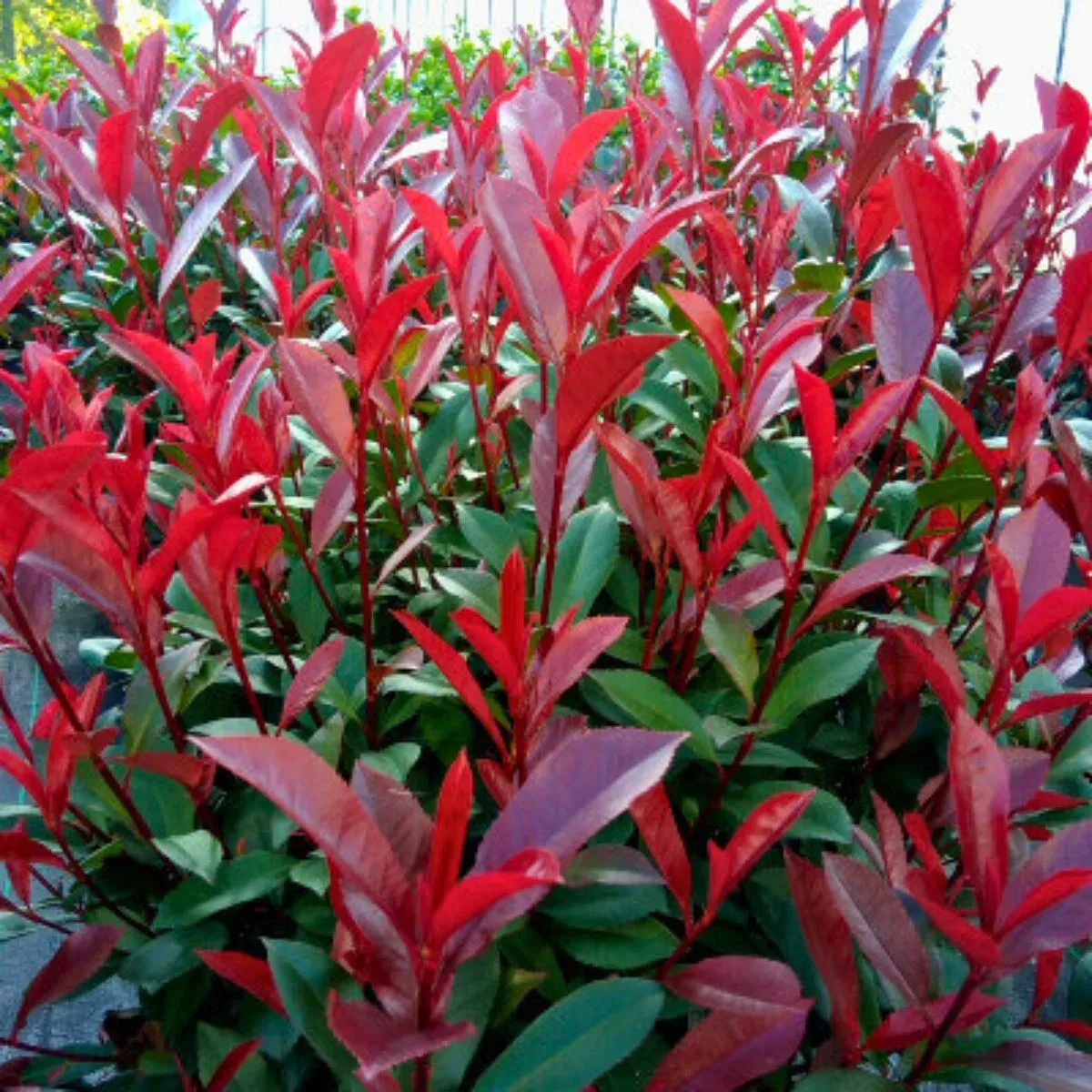 Głogownik 'Carré Rouge' Photinia fraseri