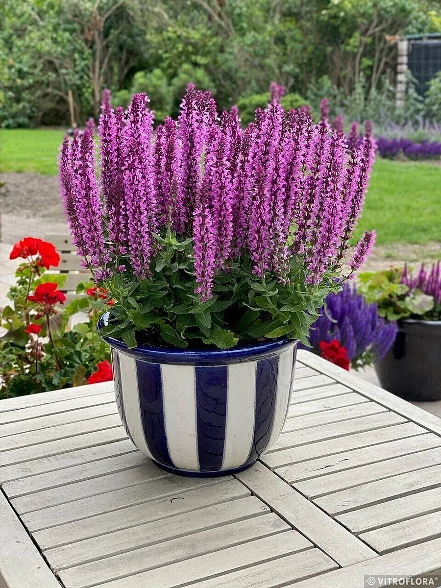 Szałwia omszona 'Pink Rianne' Salvia nemorosa