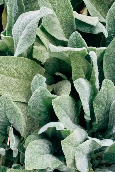 Czyściec wełnisty 'Olympica' Stachys byzantina