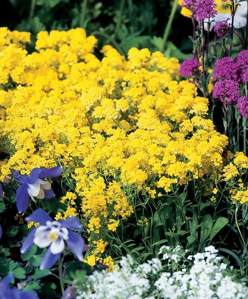 Smagliczka górska 'Luna Yellow' Alyssum saxatile
