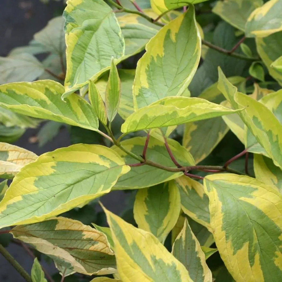 Dereń biały 'Spaethii' Cornus alba