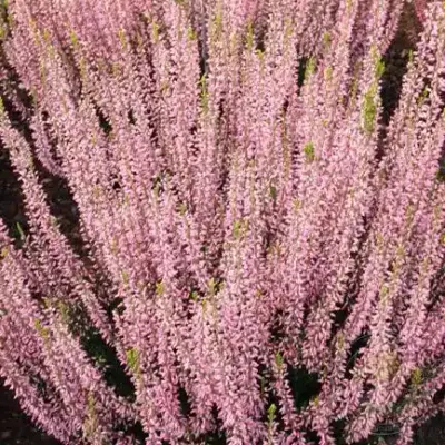 Wrzos jasny róż Garden Girls® Calluna vulgaris
