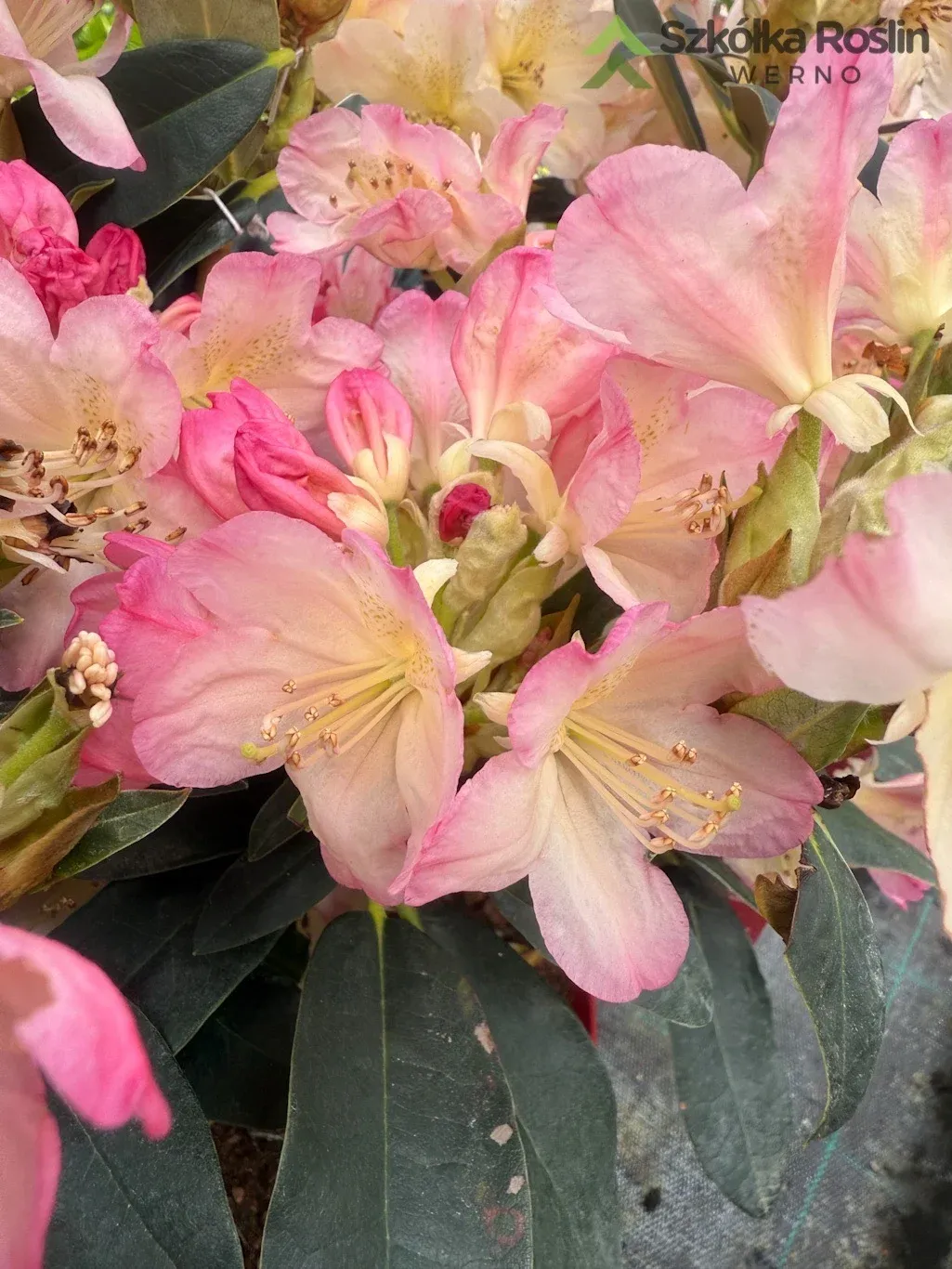 Rododendron Różanecznik 'Easydendron® Inkarho®' Percy Wiseman Rhododendron