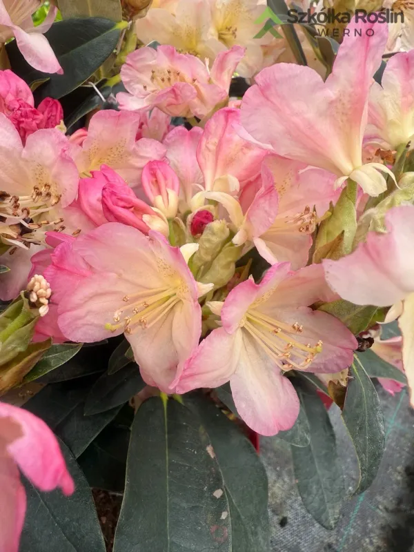 Rododendron Różanecznik 'Easydendron® Inkarho®' Percy Wiseman Rhododendron