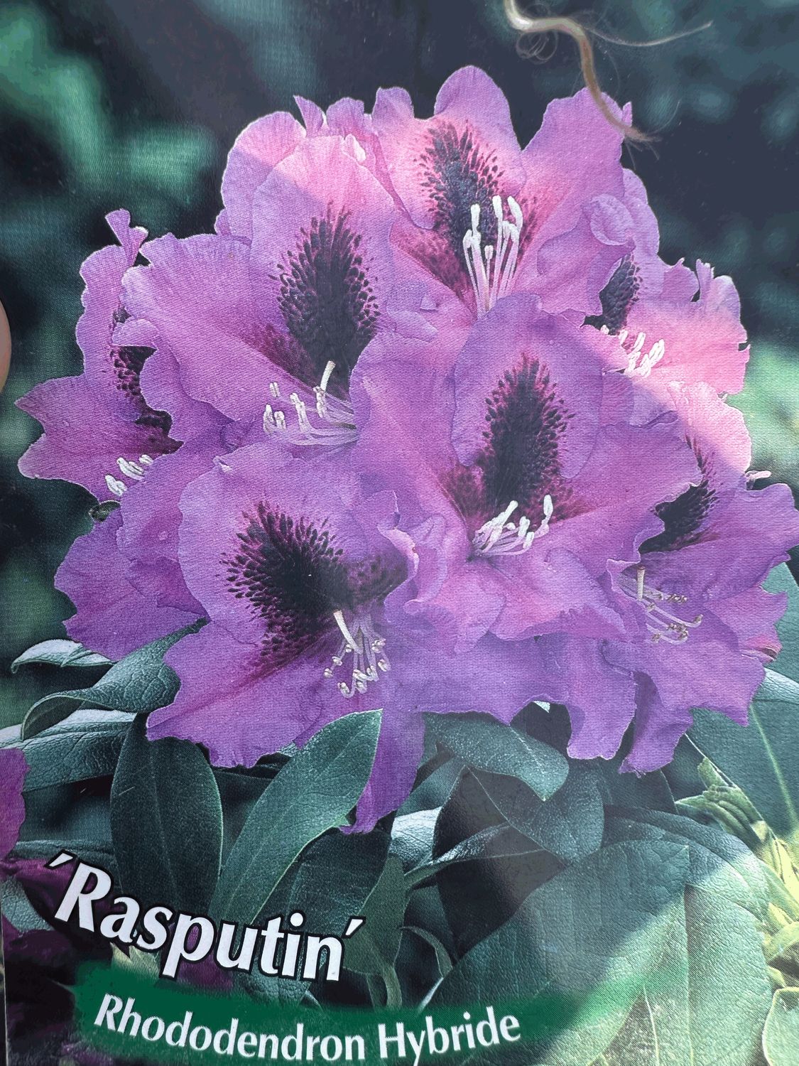 Rododendron Różanecznik 'Easydendron® Inkarho®' Rasputin Rhododendron