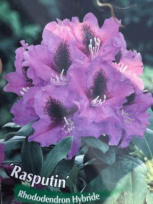 Rododendron Różanecznik 'Easydendron® Inkarho®' Rasputin Rhododendron