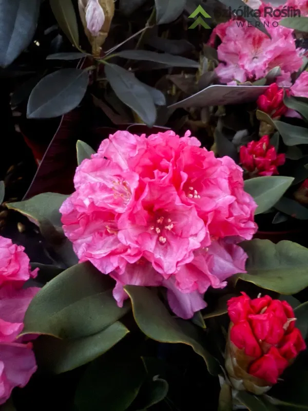 Rododendron Różanecznik 'Easydendron® Inkarho®' Arabella Rhododendron