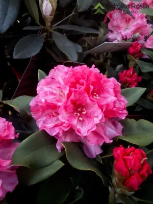 Rododendron Różanecznik 'Easydendron® Inkarho®' Arabella Rhododendron