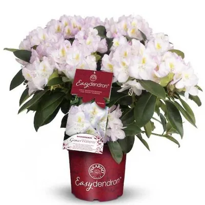 Rododendron Różanecznik 'Easydendron® Inkarho®' Madame Masson Rhododendron