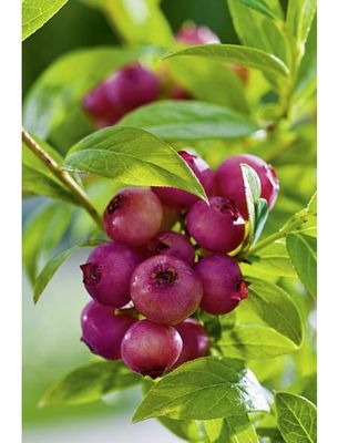 Borówka amerykańska &#39;Pink Lemonade&#39; Vaccinium corymbosum