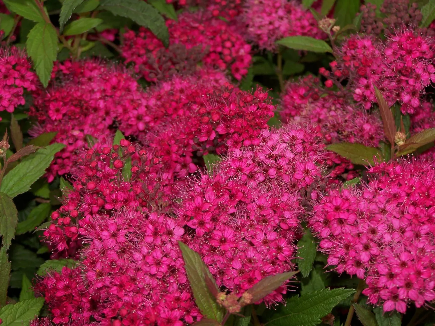 Tawuła japońska &#39;Country Red&#39; Spirea japonica