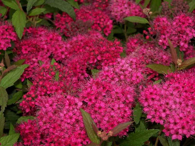 Tawuła japońska 'Country Red' Spirea japonica