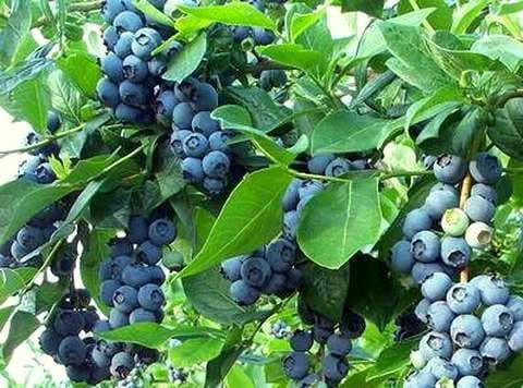Borówka amerykańska 'Chandler' Vaccinium corymbosum
