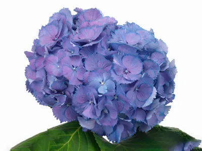 Hortensja ogrodowa 'Elbtal Blue' Hydrangea macrophylla