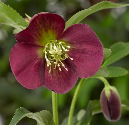 Ciemiernik wschodni &#39;Halcyon Early Dark Red&#39; Helleborus