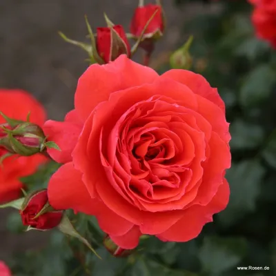 Róża rabatowa z certyfikatem ADR 'Cherry Girl®' Rosa