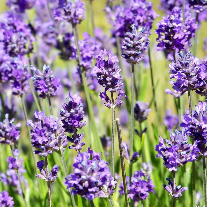 Lawenda zimująca pakiet odmian Lavandula angustifolia