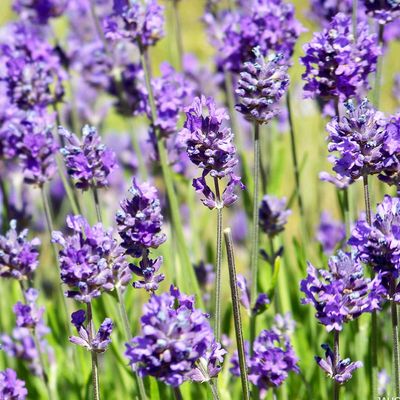 Lawenda zimująca pakiet odmian Lavandula angustifolia