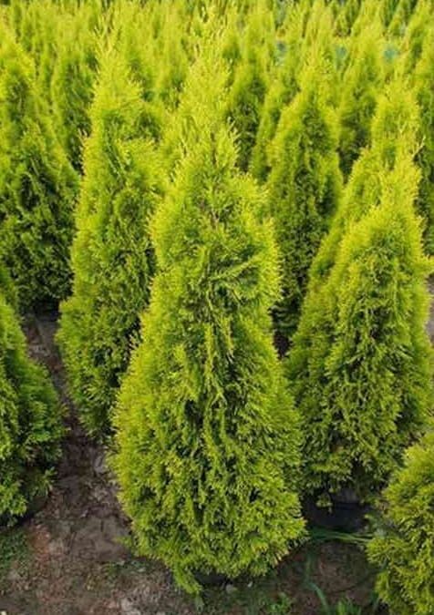 Tuja Żywotnik &#39;Yellow Ribbon&#39; Thuja occidentalis