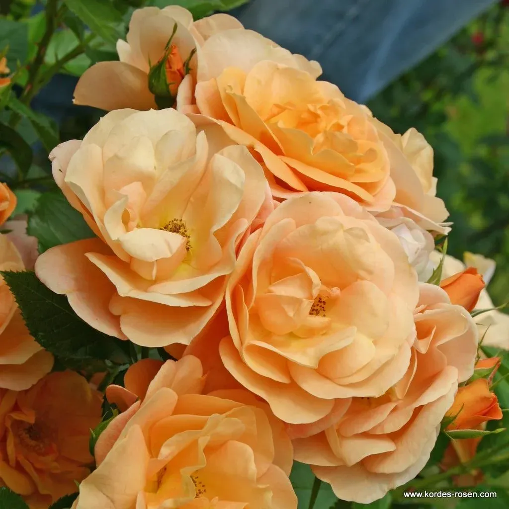 Róża rabatowa z certyfikatem ADR &#39;Portorož&#39; Rosa