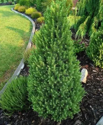 Świerk biały &#39;December&#39; Picea glauca