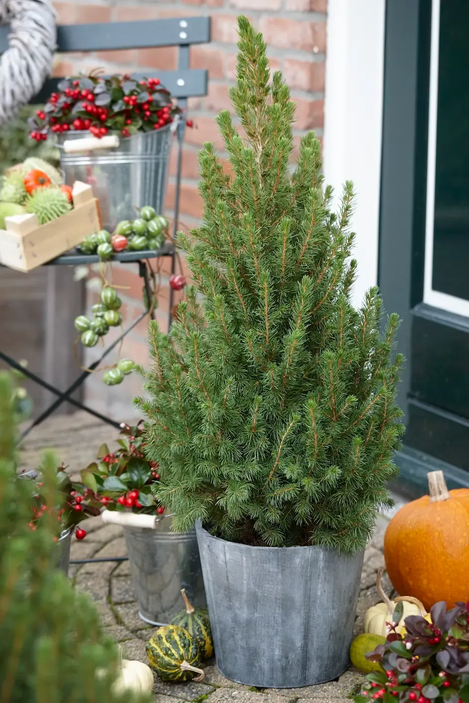 Świerk biały 'December' Picea glauca