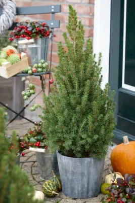 Świerk biały 'December' Picea glauca