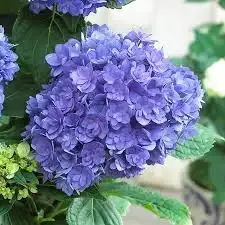 Hortensja kwitnąca co roku ogrodowa 'You &amp; Me® Together Blue' Hydrangea macrophylla