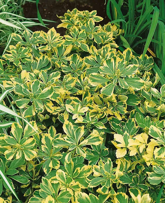 Runianka japońska 'Variegata' Pachysandra terminalis