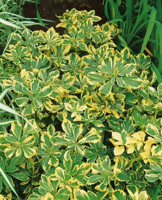 Runianka japońska 'Variegata' Pachysandra terminalis