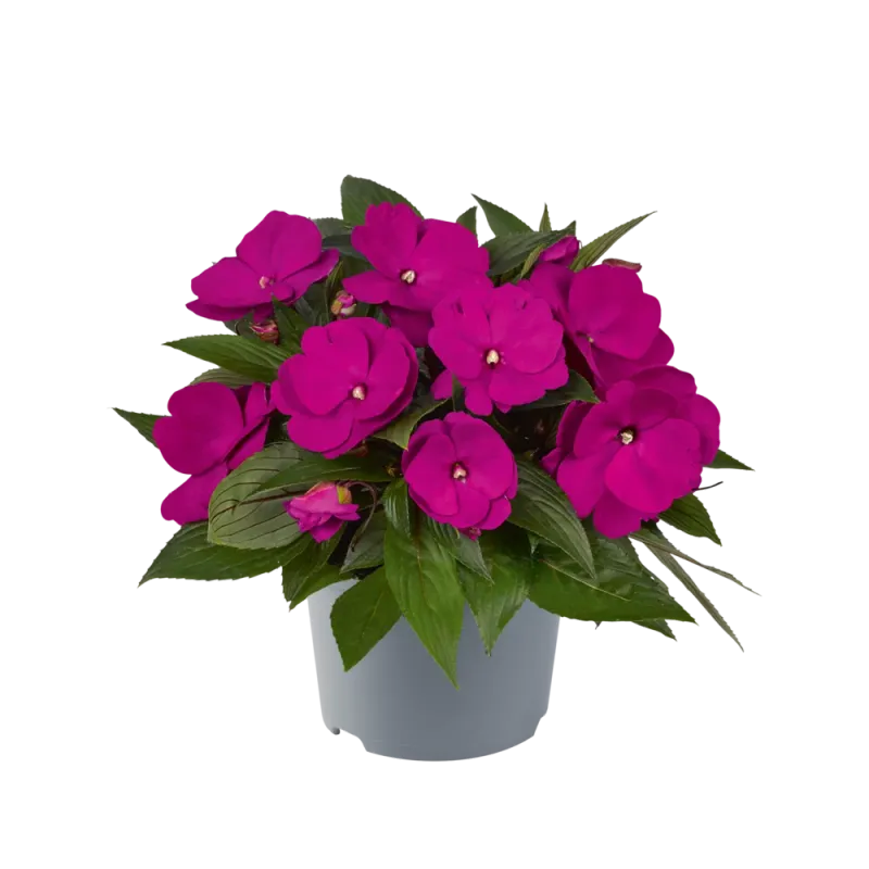 Niecierpek nowogwinejski Purple Impatiens