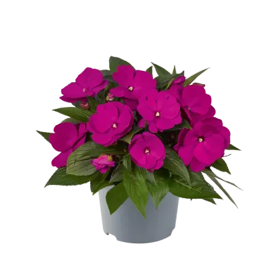 Niecierpek nowogwinejski Purple Impatiens