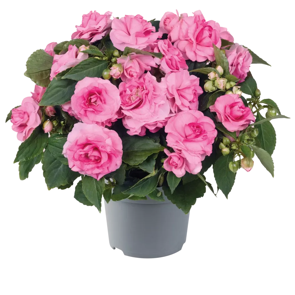 Niecierpek różyczkowy Królewski różowy Impatiens