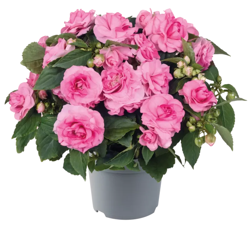 Niecierpek różyczkowy Królewski różowy Impatiens