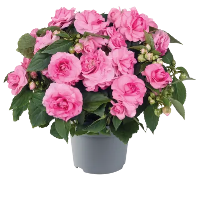 Niecierpek różyczkowy Królewski różowy Impatiens