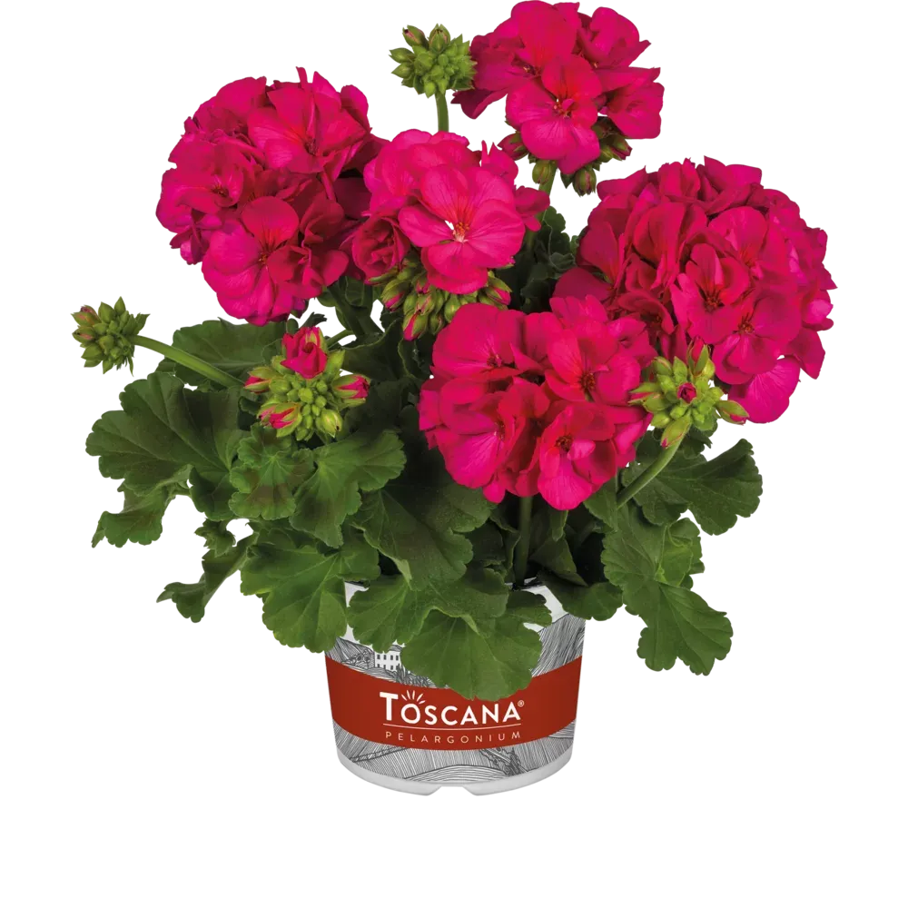 Pelargonia stojąca hybrydowa 'Galaxy™ Violet' Pelargonium