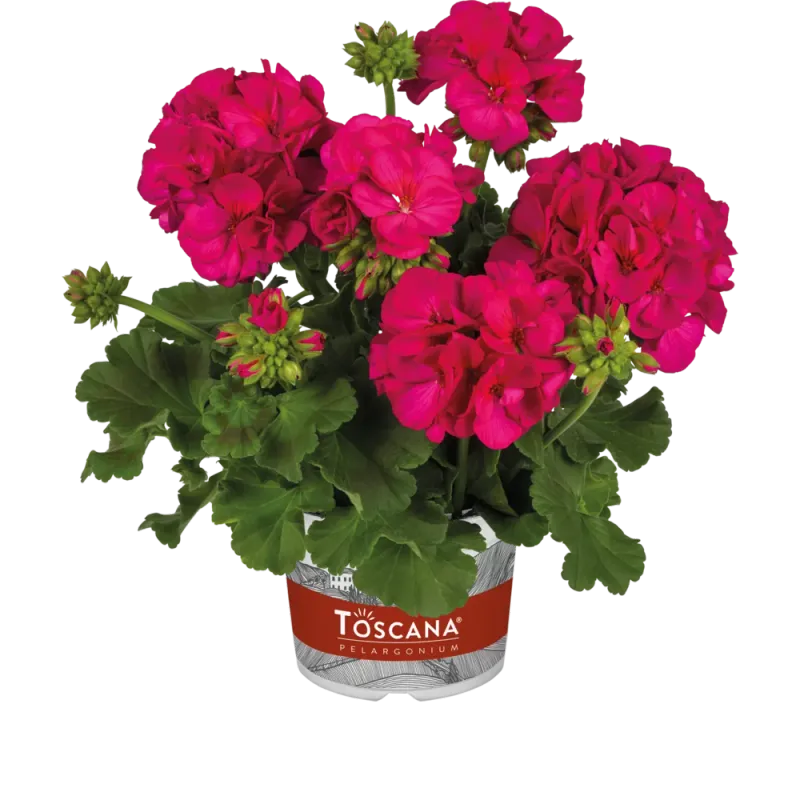 Pelargonia stojąca hybrydowa 'Galaxy™ Violet' Pelargonium