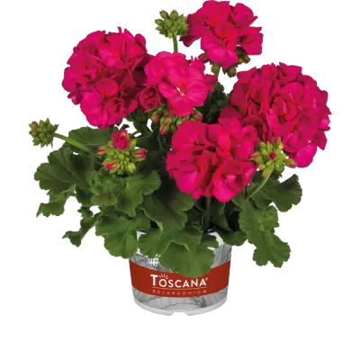 Pelargonia stojąca hybrydowa 'Galaxy™ Violet' Pelargonium