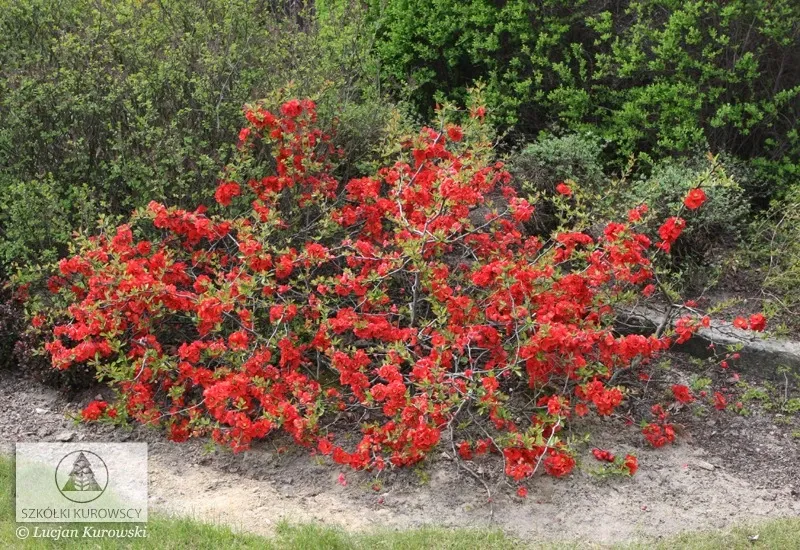 Pigwowiec wspaniały 'Nicoline' Chaenomeles x superba