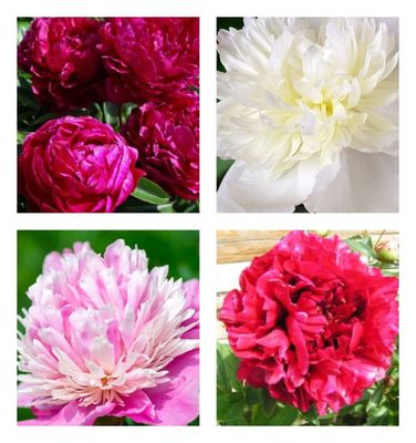 Piwonia chińska mix pakiet odmian Paeonia lactiflora