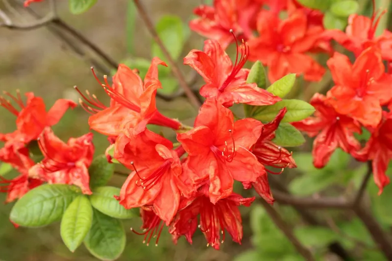 Azalia japońska mix pakiet odmian Azalea japonica