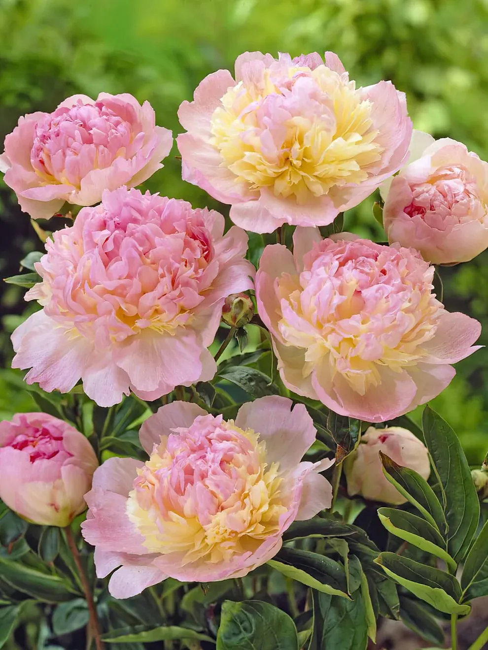 Piwonia chińska 'Raspberry Sundae'' Paeonia lactiflora