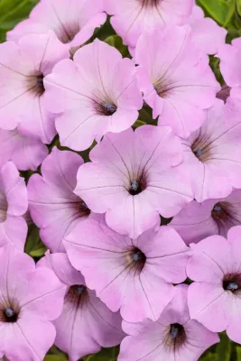 Supertunia 'Vista Cool Jazz'