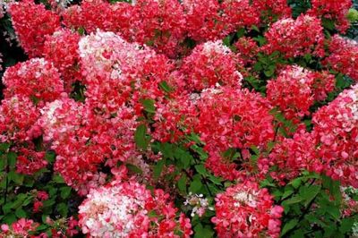 Hortensja bukietowa 'Magical® Flame' Hydrangea paniculata