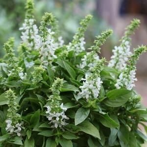 Wyjątkowa Bazylia biała