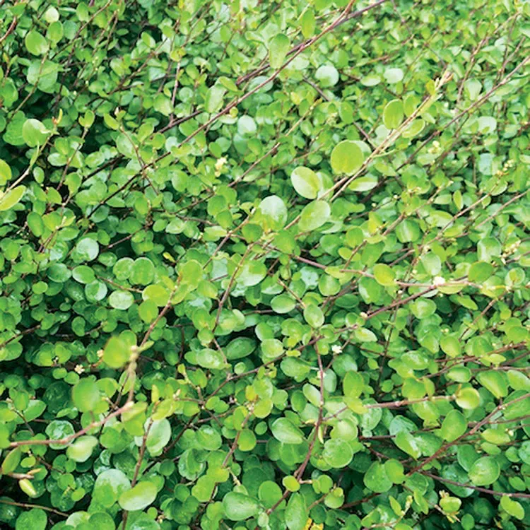 Mulenbekia gęsta Small Leaf Muehlenbeckia complexa