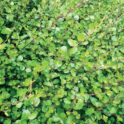 Mulenbekia gęsta Small Leaf Muehlenbeckia complexa
