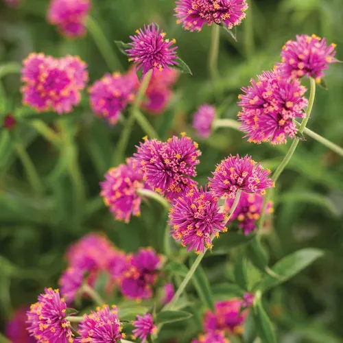 Gomfrena 'Truffula Pink' Gomphrena